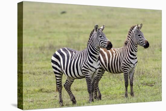Two Zebras Stand Side by Side, Alert, Ngorongoro, Tanzania-James Heupel-Stretched Canvas