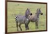 Two Zebras Stand Side by Side, Alert, Ngorongoro, Tanzania-James Heupel-Framed Photographic Print