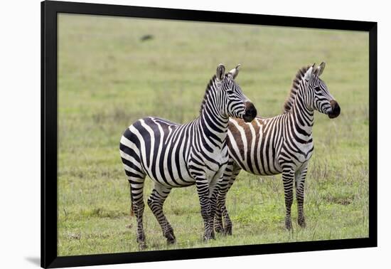 Two Zebras Stand Side by Side, Alert, Ngorongoro, Tanzania-James Heupel-Framed Photographic Print