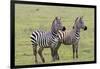 Two Zebras Stand Side by Side, Alert, Ngorongoro, Tanzania-James Heupel-Framed Photographic Print