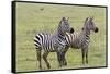 Two Zebras Stand Side by Side, Alert, Ngorongoro, Tanzania-James Heupel-Framed Stretched Canvas