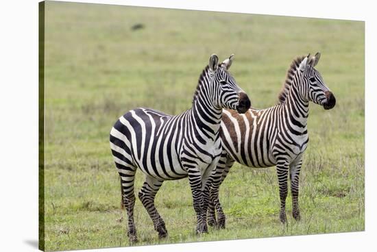 Two Zebras Stand Side by Side, Alert, Ngorongoro, Tanzania-James Heupel-Stretched Canvas