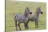 Two Zebras Stand Side by Side, Alert, Ngorongoro, Tanzania-James Heupel-Stretched Canvas