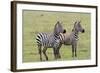 Two Zebras Stand Side by Side, Alert, Ngorongoro, Tanzania-James Heupel-Framed Photographic Print