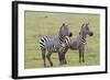 Two Zebras Stand Side by Side, Alert, Ngorongoro, Tanzania-James Heupel-Framed Photographic Print