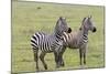 Two Zebras Stand Side by Side, Alert, Ngorongoro, Tanzania-James Heupel-Mounted Photographic Print