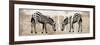 Two Zebras-Erin Clark-Framed Giclee Print