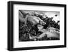 Two-E Amer-Framed Photographic Print