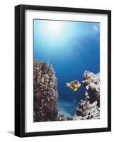 Twoband Anemonefish-Peter Scoones-Framed Photographic Print