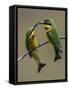 TwonLittle Bee-Eaters-Art Wolfe-Framed Stretched Canvas