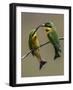 TwonLittle Bee-Eaters-Art Wolfe-Framed Photographic Print