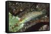 Twospot Wrasse-Hal Beral-Framed Stretched Canvas