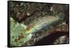 Twospot Wrasse-Hal Beral-Framed Stretched Canvas