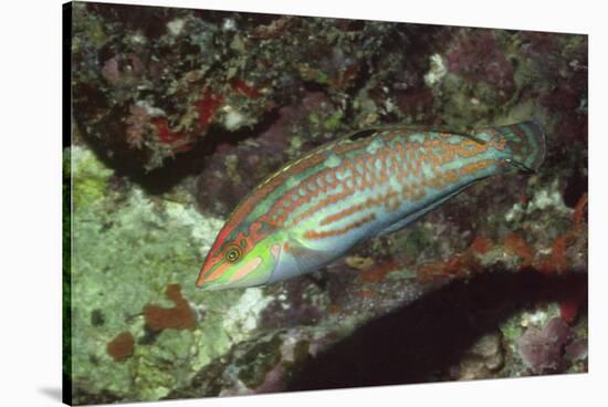 Twospot Wrasse-Hal Beral-Stretched Canvas