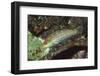 Twospot Wrasse-Hal Beral-Framed Photographic Print