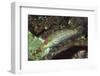 Twospot Wrasse-Hal Beral-Framed Photographic Print