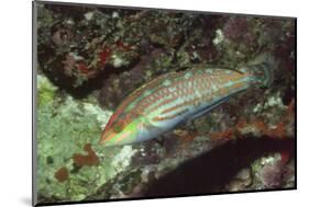 Twospot Wrasse-Hal Beral-Mounted Photographic Print