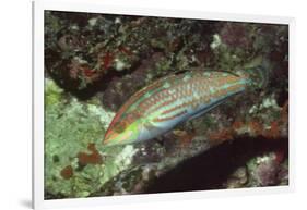 Twospot Wrasse-Hal Beral-Framed Photographic Print