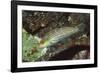 Twospot Wrasse-Hal Beral-Framed Photographic Print