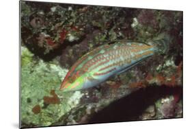 Twospot Wrasse-Hal Beral-Mounted Photographic Print