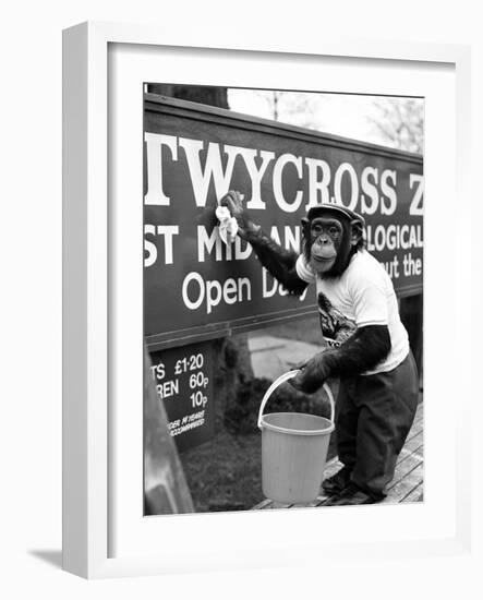 Twycross Zoo Chimpanzee cleaning-Staff-Framed Photographic Print