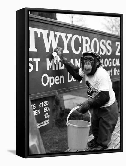 Twycross Zoo Chimpanzee cleaning-Staff-Framed Stretched Canvas