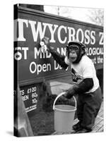 Twycross Zoo Chimpanzee cleaning-Staff-Stretched Canvas