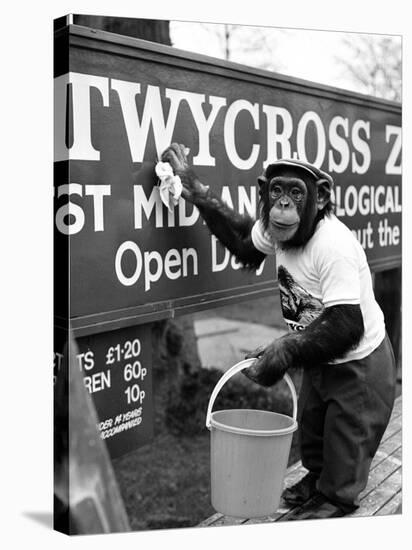 Twycross Zoo Chimpanzee cleaning-Staff-Stretched Canvas