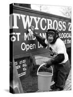 Twycross Zoo Chimpanzee cleaning-Staff-Stretched Canvas