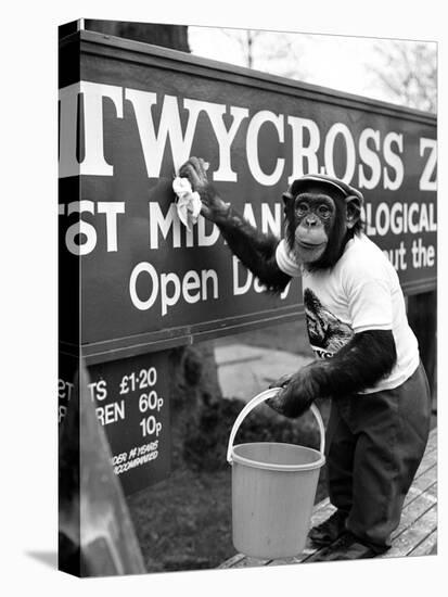 Twycross Zoo Chimpanzee cleaning-Staff-Stretched Canvas