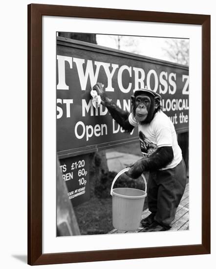 Twycross Zoo Chimpanzee cleaning-Staff-Framed Photographic Print