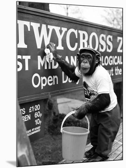Twycross Zoo Chimpanzee cleaning-Staff-Mounted Photographic Print