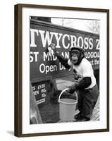 Twycross Zoo Chimpanzee cleaning-Staff-Framed Photographic Print