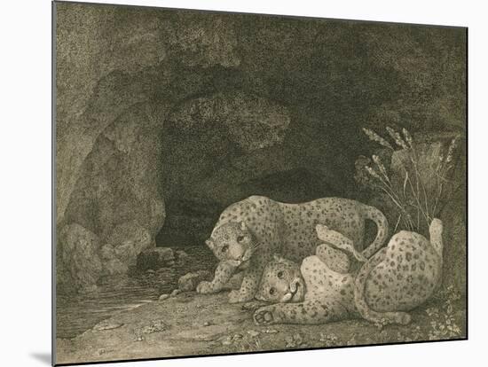 Tygers at Play, Engraved by the Artist, Pub. 1789-George Stubbs-Mounted Giclee Print