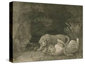 Tygers at Play, Engraved by the Artist, Pub. 1789-George Stubbs-Stretched Canvas