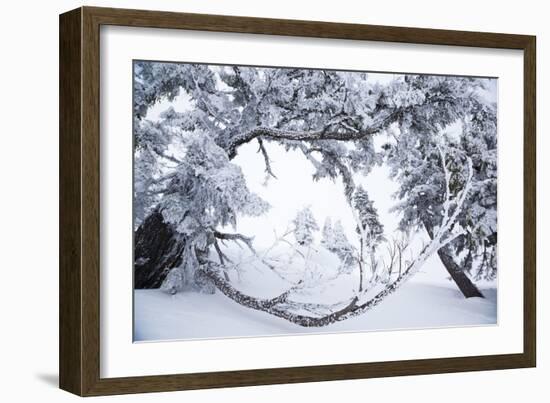 Tyler Hatcher Skis A Powder Haven, Winter Whiteout, Backcountry Near Mt Baker Ski Area In WA State-Jay Goodrich-Framed Photographic Print