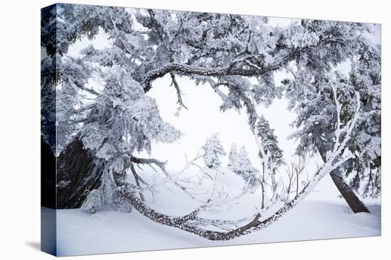 Tyler Hatcher Skis A Powder Haven, Winter Whiteout, Backcountry Near Mt Baker Ski Area In WA State-Jay Goodrich-Stretched Canvas