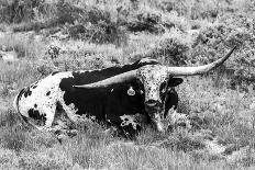 B&W Longhorn II-Tyler Stockton-Photographic Print