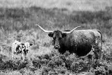 B&W Longhorn III-Tyler Stockton-Photographic Print