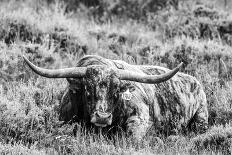 B&W Longhorn II-Tyler Stockton-Photographic Print