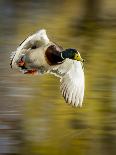 Mallard Flight II-Tyler Stockton-Photographic Print