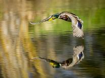 Mallard Flight II-Tyler Stockton-Photographic Print