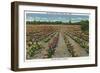 Tyler, Texas - Rose Garden of America, View of a Blooming Rose Field, c.1948-Lantern Press-Framed Art Print