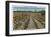 Tyler, Texas - Rose Garden of America, View of a Blooming Rose Field, c.1948-Lantern Press-Framed Art Print