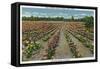 Tyler, Texas - Rose Garden of America, View of a Blooming Rose Field, c.1948-Lantern Press-Framed Stretched Canvas