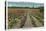 Tyler, Texas - Rose Garden of America, View of a Blooming Rose Field, c.1948-Lantern Press-Stretched Canvas