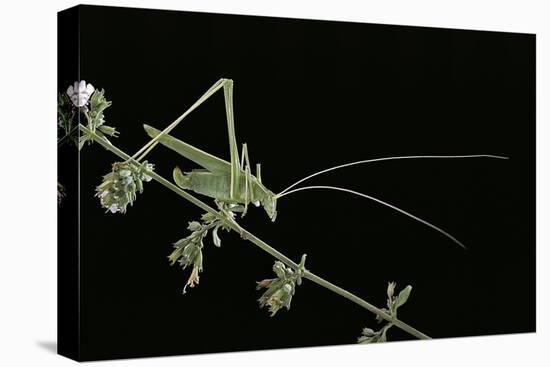 Tylopsis Lilifolia (Lily Bush-Cricket)-Paul Starosta-Stretched Canvas