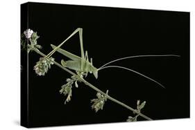 Tylopsis Lilifolia (Lily Bush-Cricket)-Paul Starosta-Stretched Canvas