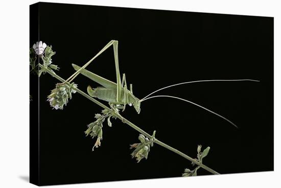 Tylopsis Lilifolia (Lily Bush-Cricket)-Paul Starosta-Stretched Canvas