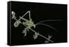 Tylopsis Lilifolia (Lily Bush-Cricket)-Paul Starosta-Framed Stretched Canvas